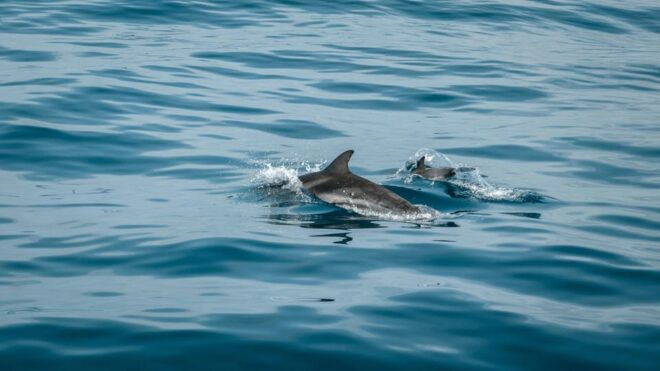 Portisco: Dolphin Watching Boat Tour - Booking Information