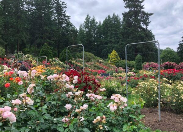 Portland: Afternoon City Highlights Tour - Pickup Information and Customer Reviews