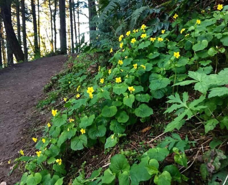 Portland: Forest Park Guided Hike with Witches Castle - Good To Know