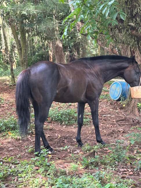 Portland, Jamaica: Horseback Riding Tour - Good To Know