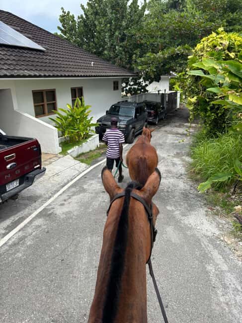 Portland, Jamaica: Horseback Riding Tour - Practical Details and Tips