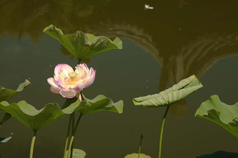 Portland: Lan Su Chinese Garden General Admission Ticket - Practical Tips for Visiting