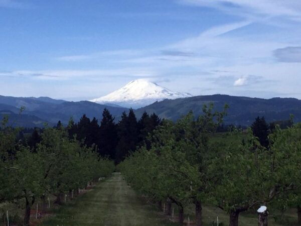 Portland: Mount Hood Wine and Waterfalls Full-Day Tour - Mouth-Watering Lunch and Wine Tasting
