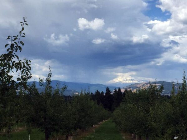 Portland: Mount Hood Wine and Waterfalls Full-Day Tour - Customer Reviews and Ratings