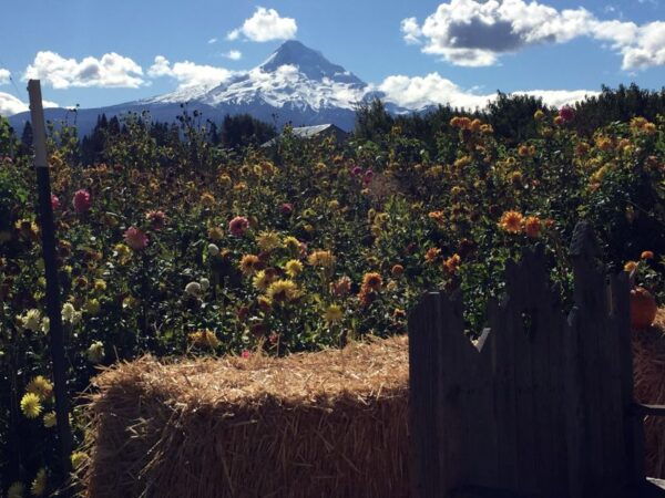 Portland: Mount Hood Wine and Waterfalls Full-Day Tour - The Sum Up