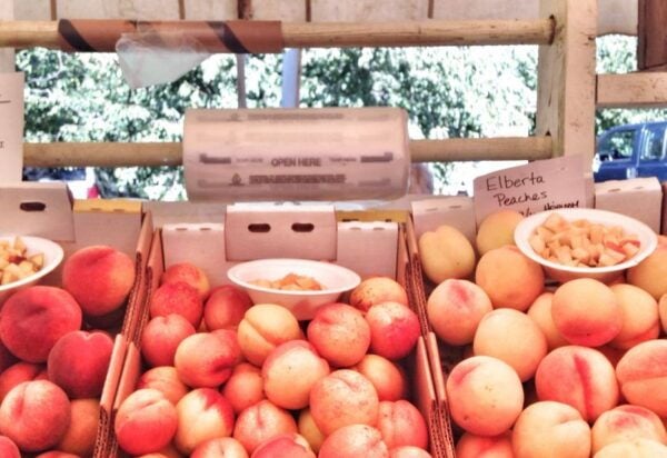 Portland: Mt. Hood Day Tour - The Sum Up