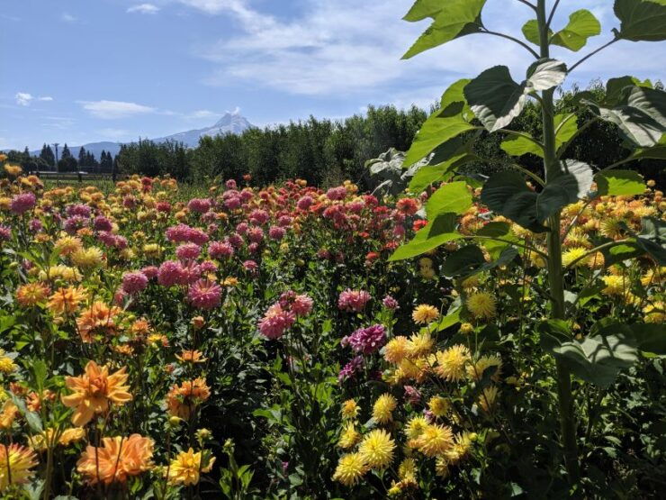 Portland: Multnomah Falls and Hood River Day Trip With Train - Pickup and Transportation Details