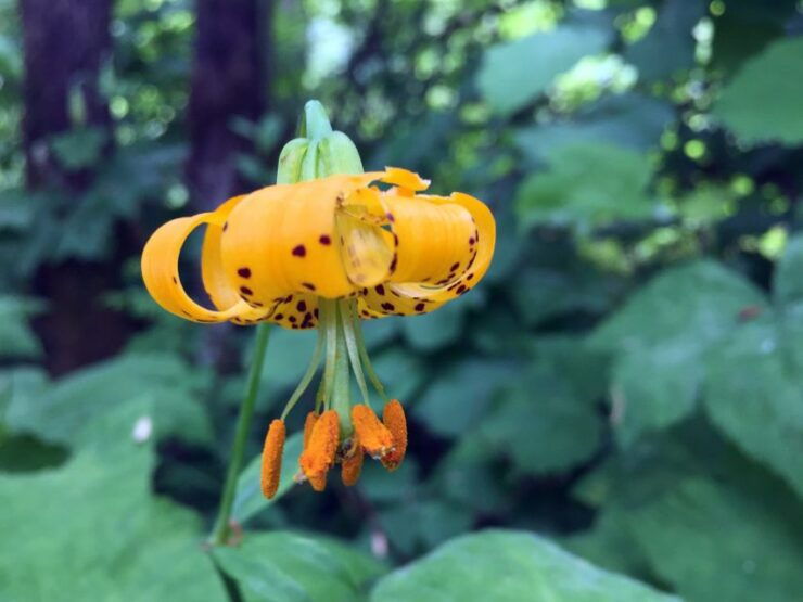Portland: Silver Falls Hike and Wine Tour - Activity Details