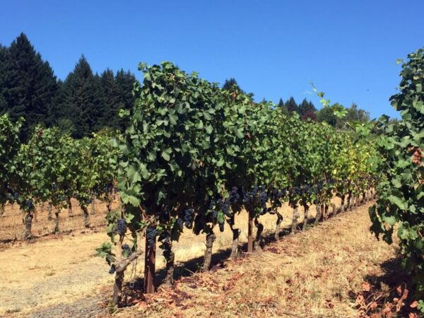 Portland: Silver Falls Hike and Wine Tour - Hiking in Willamette Valley