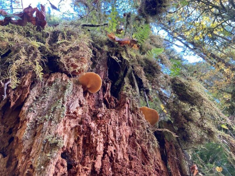 Portland: Silver Falls State Park Waterfall Hike - An In-Depth Look at the Silver Falls State Park Waterfall Hike