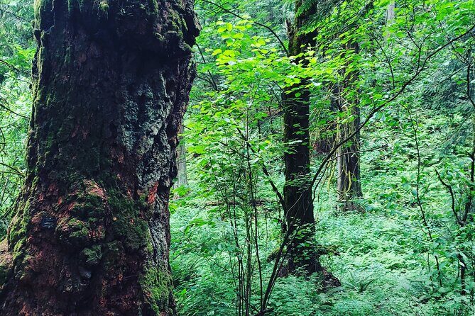 Portland Tea Party Outdoor Tea Ceremony Experience - Who Will Enjoy This Experience?