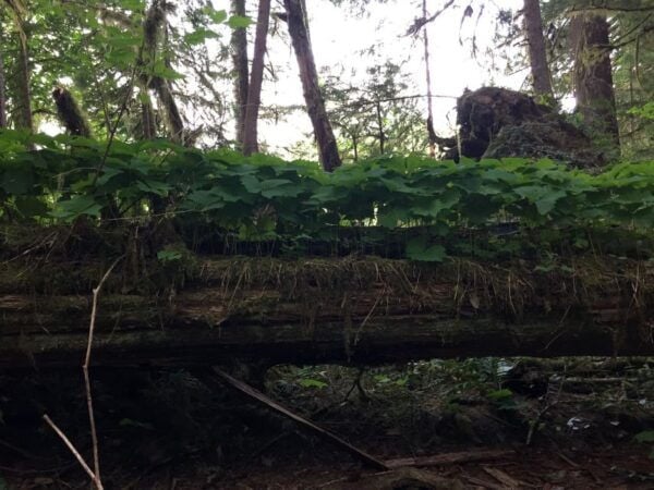 Portland: The Mt. St. Helens Adventure Tour - Directions