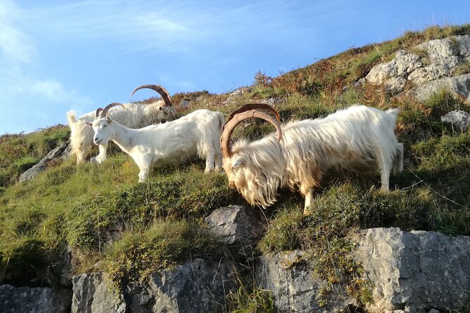 Portmeirion, Castles and Snowdonia Tour - Customer Reviews