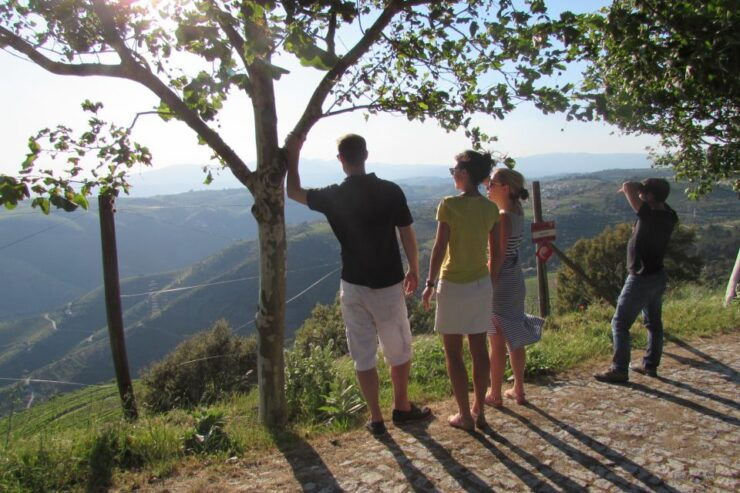 Porto: 3 Douro Valley Vineyards Tour With Lunch - Wine Tasting at 3 Douro Valley Vineyards