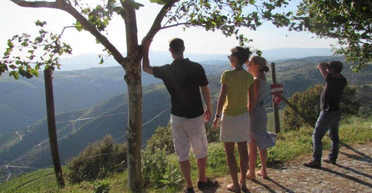 Porto: 3 Douro Valley Vineyards Tour With Lunch - Authentic Portuguese Lunch Experience