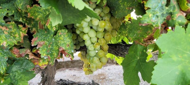 Porto ao Douro melhor experiência vinho e comida Portuguesa - FAQ