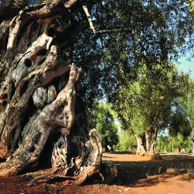 Porto Cesareo: Tour in Olive Grove With Olive Oil and Wine Tasting - Tour Duration and Guide Details