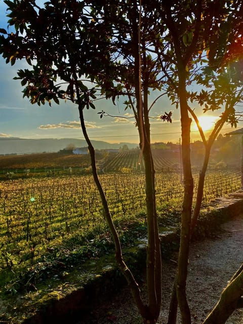 Porto: Douro Valley 2 Estates + Wine Tasting - Wine Tasting and Estates