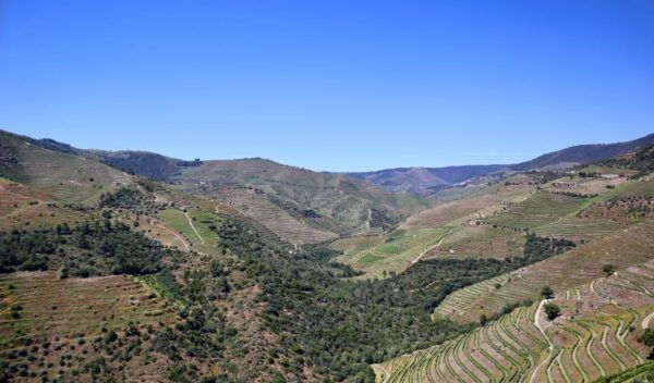 Porto: Douro Valley, 2 Wineries, Lunch & Private Boat Trip - Frequently Asked Questions