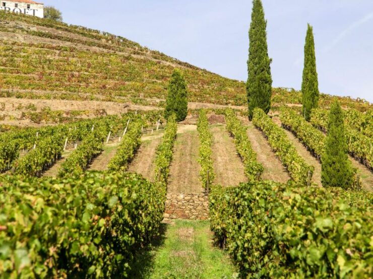 Porto: Douro Valley: an Authentic Wine Experience With Lunch - Tour Highlights