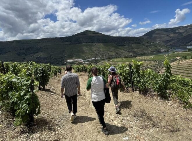Porto: Douro Valley Hike, Winery Visit and Tasting - Wine Tasting