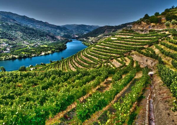Porto/Douro Valley: Private Day Tour Departing From Porto - Local Cuisine