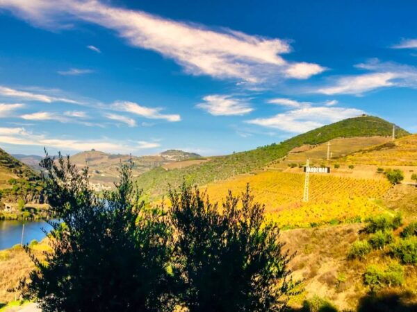 Porto: Douro Valley Private Tour 2 Vineyards & River Cruise - Delightful Vineyard Lunch