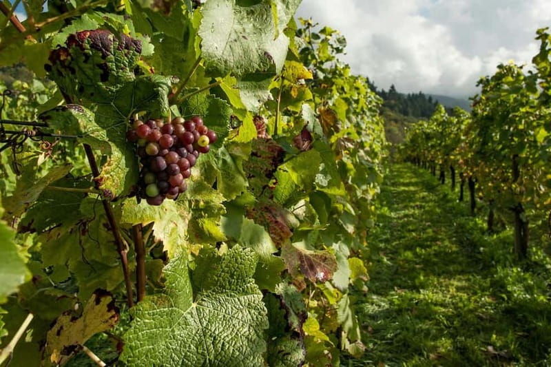 Porto: Douro Valley Tour at 2 Wineries with Lunch and Cruise - FAQ