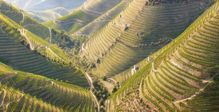Porto: Douro Valley Tour With Wine Tasting, Cruise and Lunch - Free Cancellation and Flexible Booking