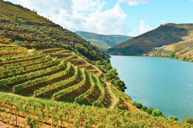 Porto: Douro Valley Tour With Wine Tasting, Cruise and Lunch - Wine Tasting and Port Sampling