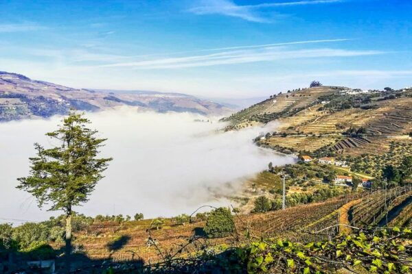 Porto: Douro Valley Tour With Wine Tasting, Lunch & Cruise - Common Questions