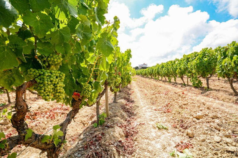 Porto: Douro Valley Wine & History Tour with Cruise & Lunch - Practical Details: Logistics and Value