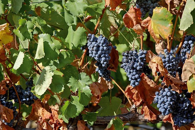 Porto: Douro Valley Wine Tour Including Lunch - Common Questions