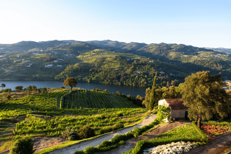 Porto: Douro Valley Wine Tour With Lunch & River Cruise - Itinerary Details