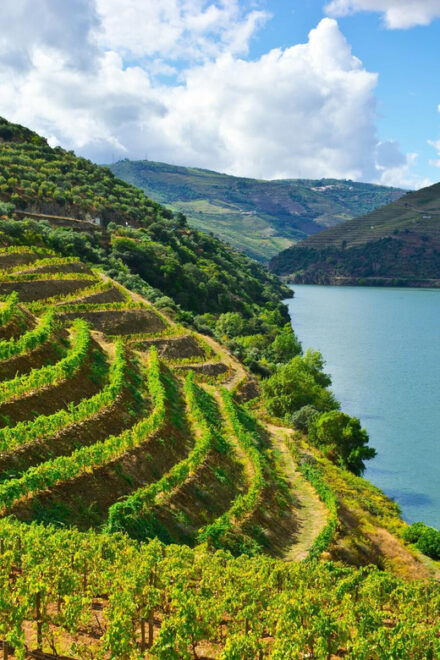 Porto: Douro Valley Wine Tour With Lunch & River Cruise - Pickup and Drop-off