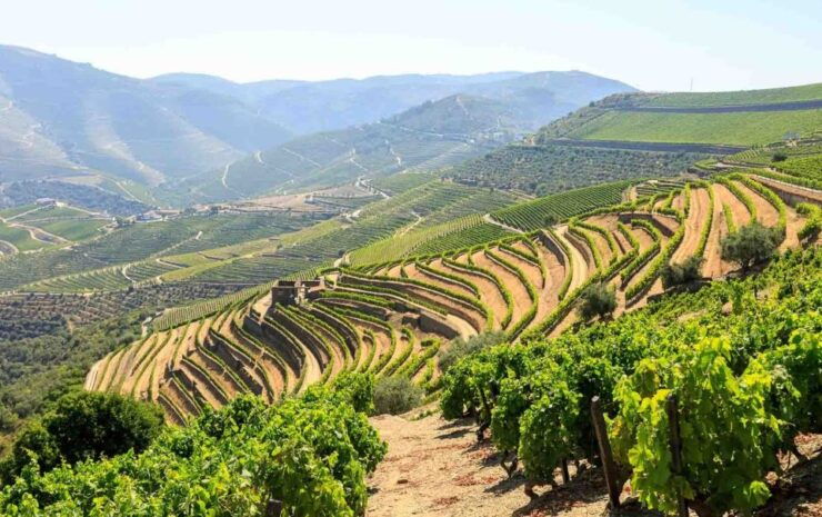 Porto: Douro Valley Wine Tour With Lunch - Tour Experience Highlights