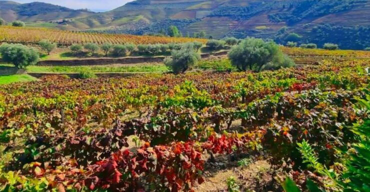 Porto: Douro Valley Wineries Tour With Lunch & River Cruise - Booking Details