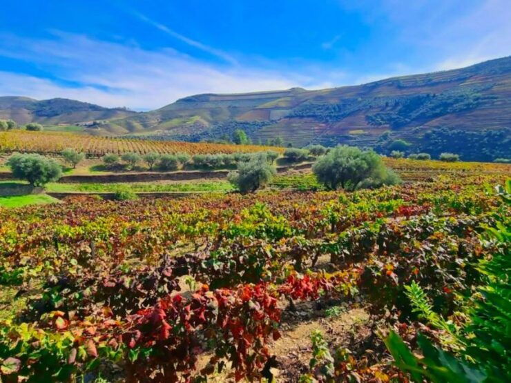 Porto: Douro Valley Wineries Tour With Lunch & River Cruise - Cancellation Policy