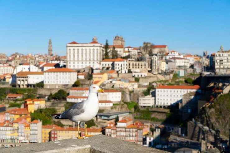 Porto: Express Walk With a Local in 60 Minutes - Activity Details