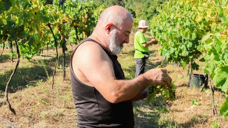 Porto: Green Wine Tasting and visit - An In-Depth Look at the Green Wine Tour from Porto