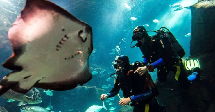 Porto Moniz: Diving With Sharks and Rays in Madeira Aquarium - Activity Details