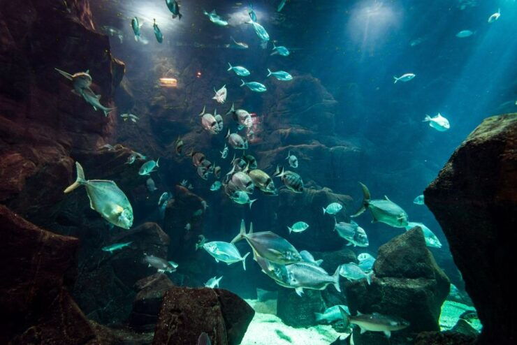 Porto Moniz: Diving With Sharks and Rays in Madeira Aquarium - Experience