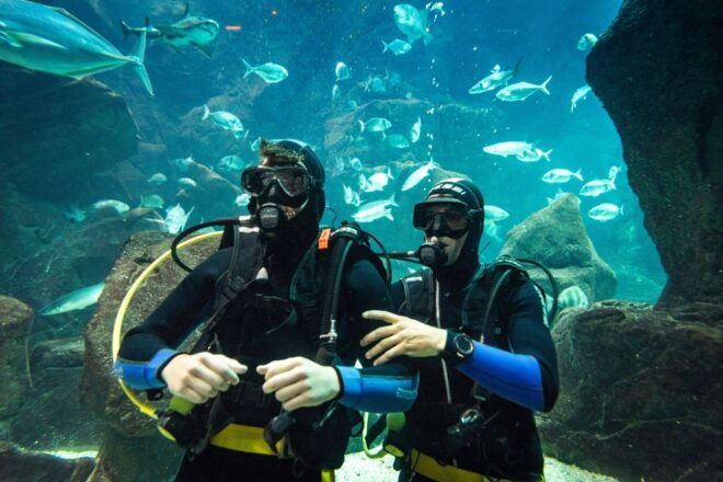 Porto Moniz: Diving With Sharks and Rays in Madeira Aquarium - Review Summary