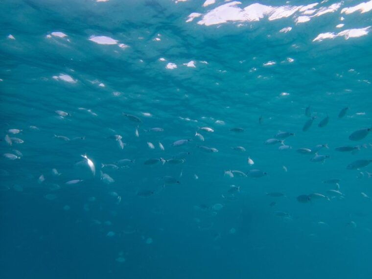 Porto Pollo: La Maddalena Islands Snorkeling Tour - The Experience from Reviews