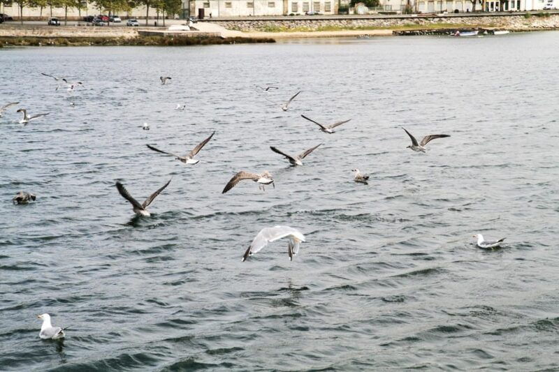 Porto: Port Wine Sunset Boat Tour - The Practicalities: What You Need to Know