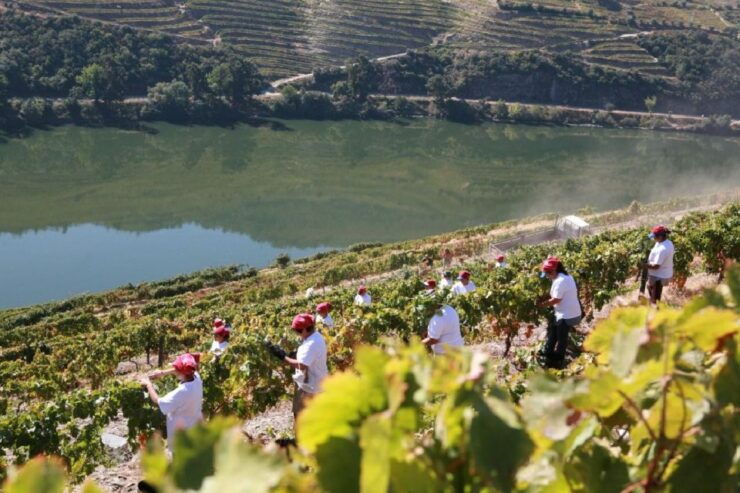 Porto: Private Douro Tour, Premium Cruise, Lunch & Winery - Tour Highlights