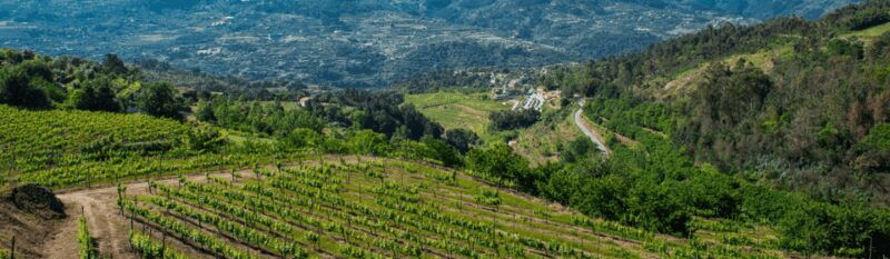 Porto: Private Green Wine Tour: Visit 2 Wine Estates & Lunch - A Deep Dive into the Porto Private Green Wine Tour  