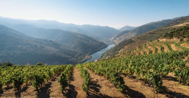 Porto: Private Tour, Boat, Two Wine Tastings, Lunch & Views - Van Travel to Pinhão