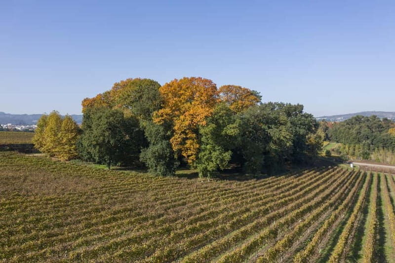 Porto: Qta da Aveleda Enchanted Gardens & Green Wine - Good To Know