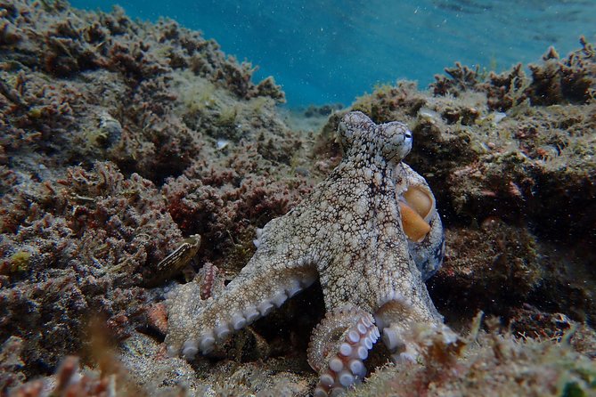 Porto Santo Snorkeling Tour - The Sum Up